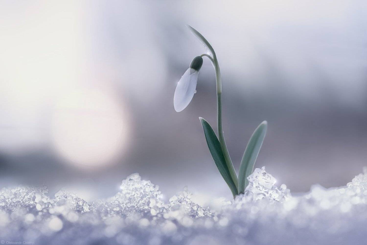 весна, подснежник, нежность, жизнь, радость, свет, солнце, мгновение, цветы, тайна, март, любовь,, Александр Чорный