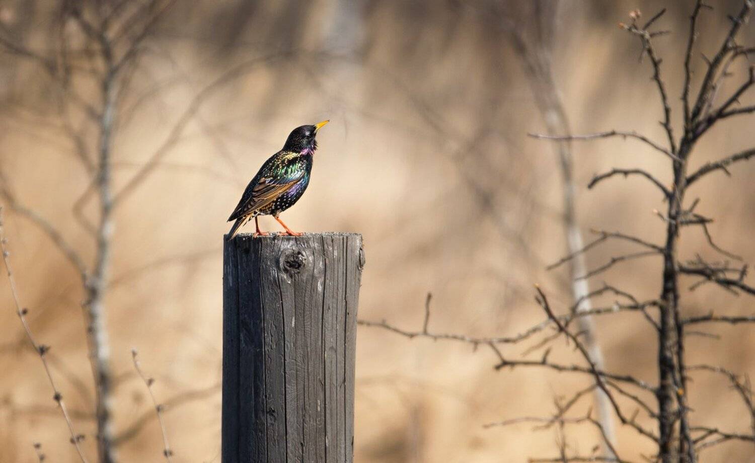 , Баранов Олег