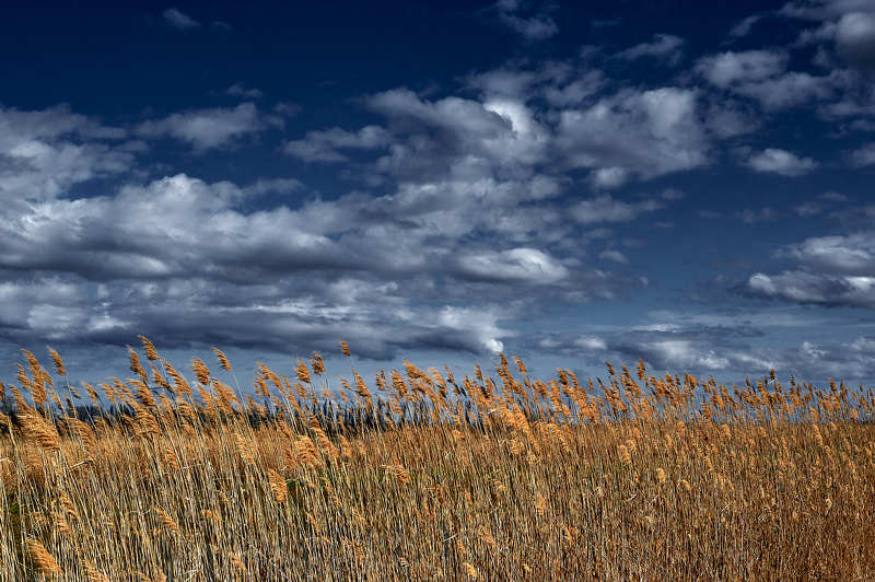 Колосья, облока, небо, природа, лето, красота, солнце, солнечно, рож Поля и небеса фото превью