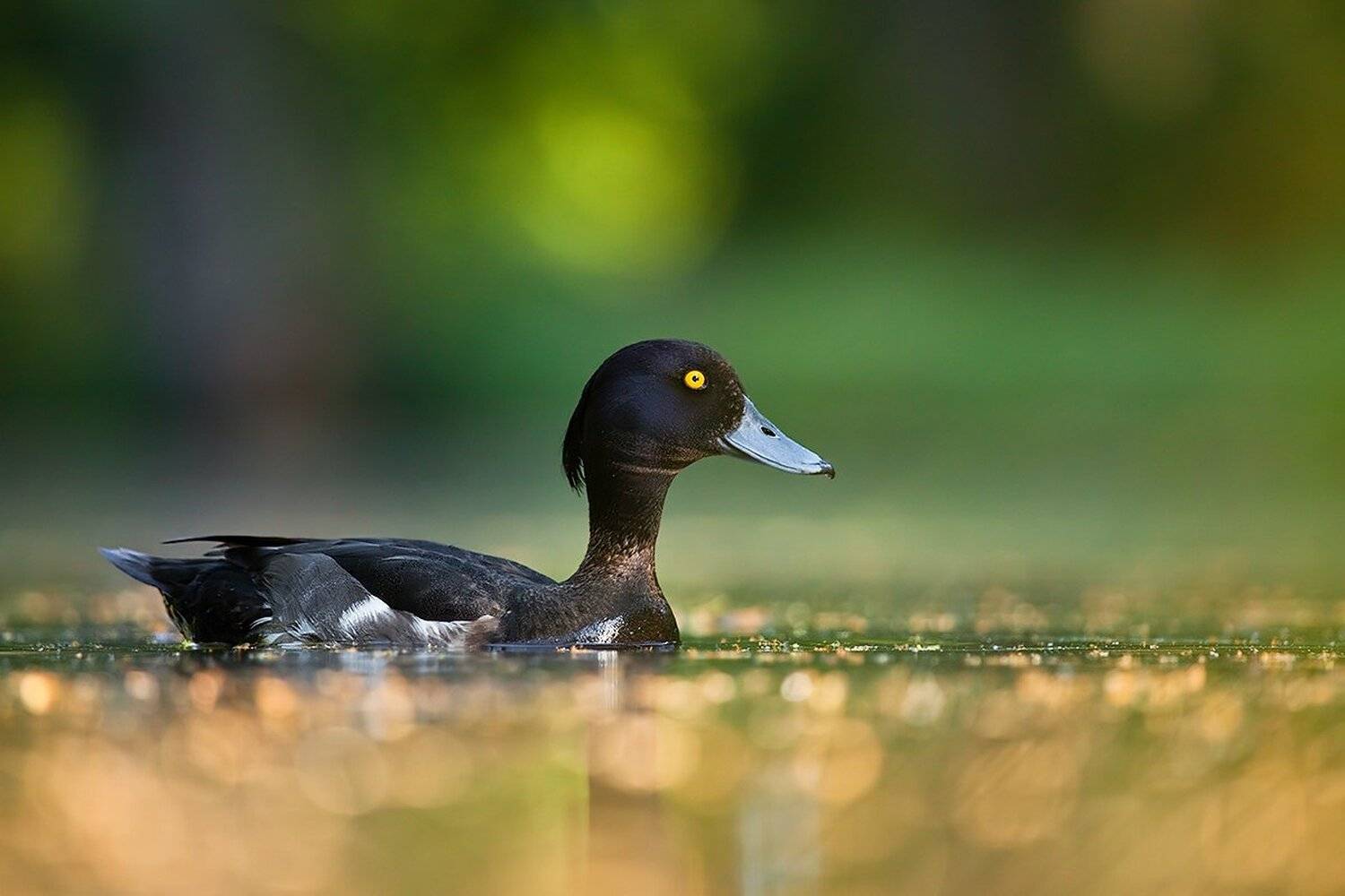 Tufted duck. Автор: Robert Adamec , Robert Adamec
