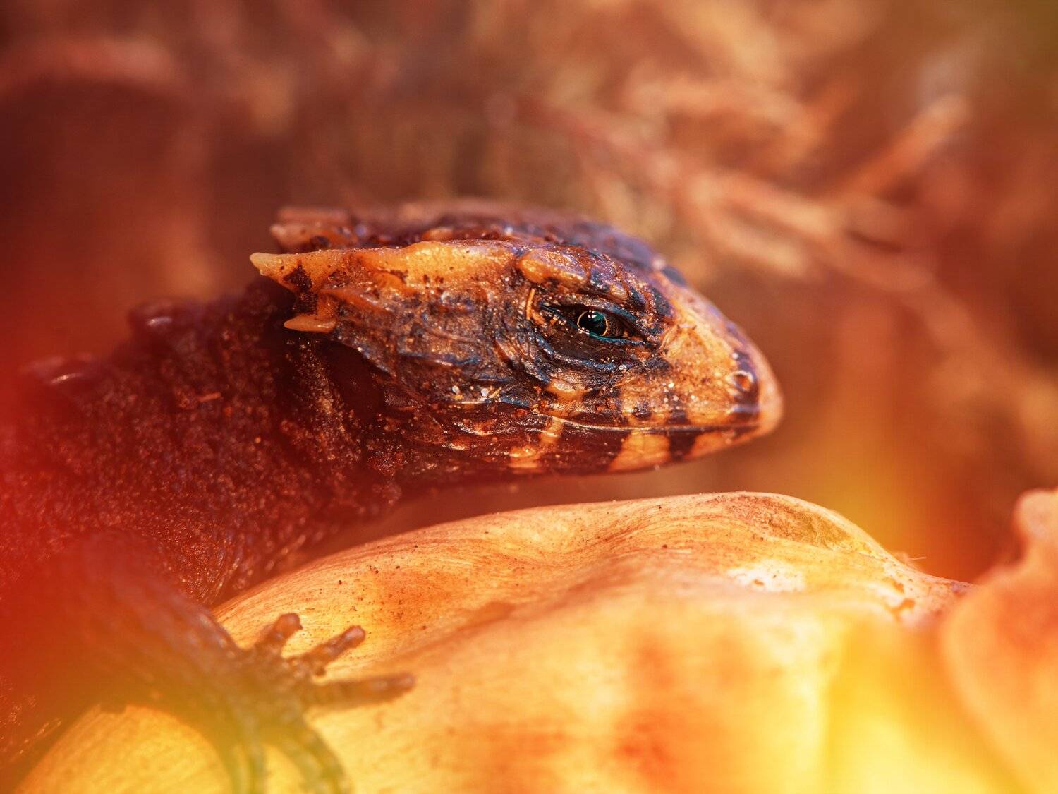 ящерица дракон макро огонь сцинк триболонотус, Анастасия Третьякова