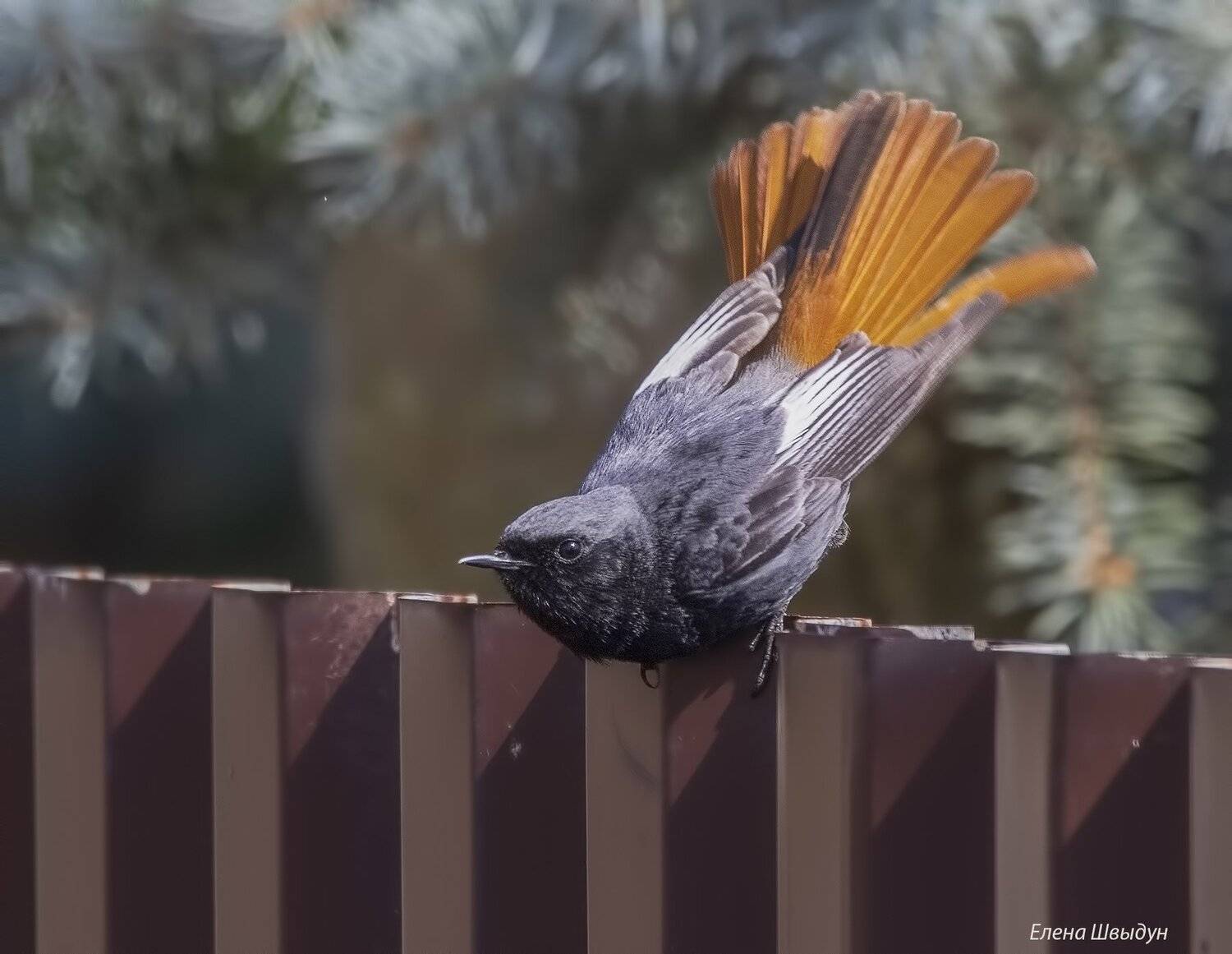 bird of prey, animal, birds, bird,  animal wildlife,  nature,  animals in the wild, black redstart, горихвостка-чернушка, чернушка, горихвостка, Елена Швыдун