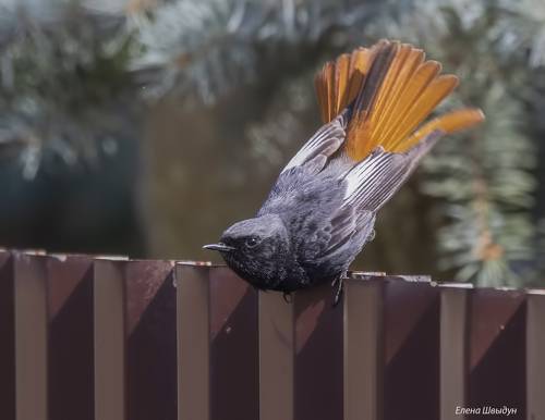 Black redstart