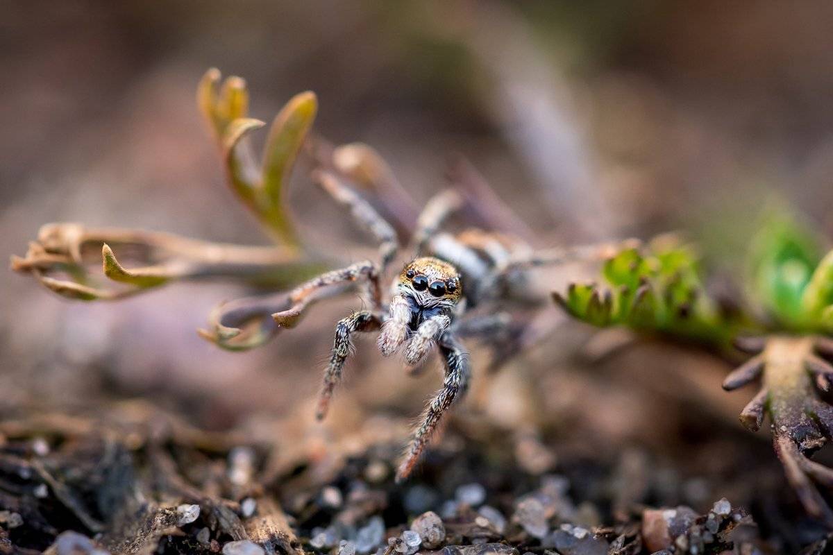 паук, прыгун, макро, весна, Вячеслав Мельников