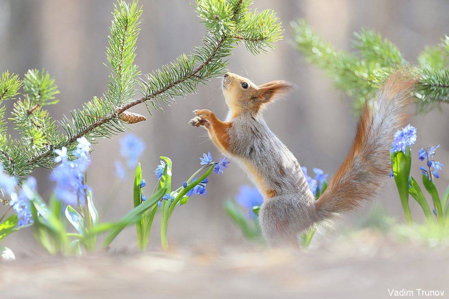 белка, весна, squirrel, подснежники, Вадим Трунов