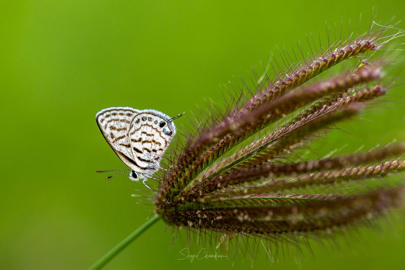 #macro #nature #redbug #red #color #insects Butterfly фото превью