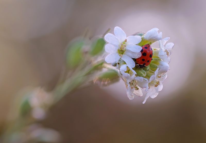 Сон фото превью