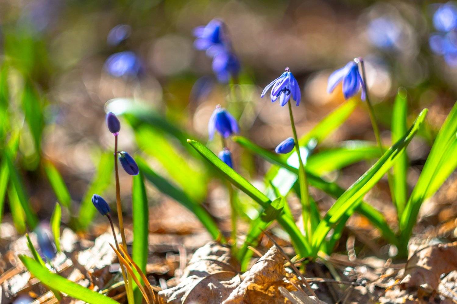 пролески, природа, подснежники, первоцвет, лес, весна, Руслан Востриков