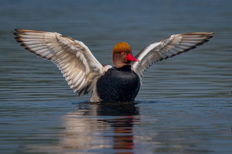 Let Me Fly.....! фото превью