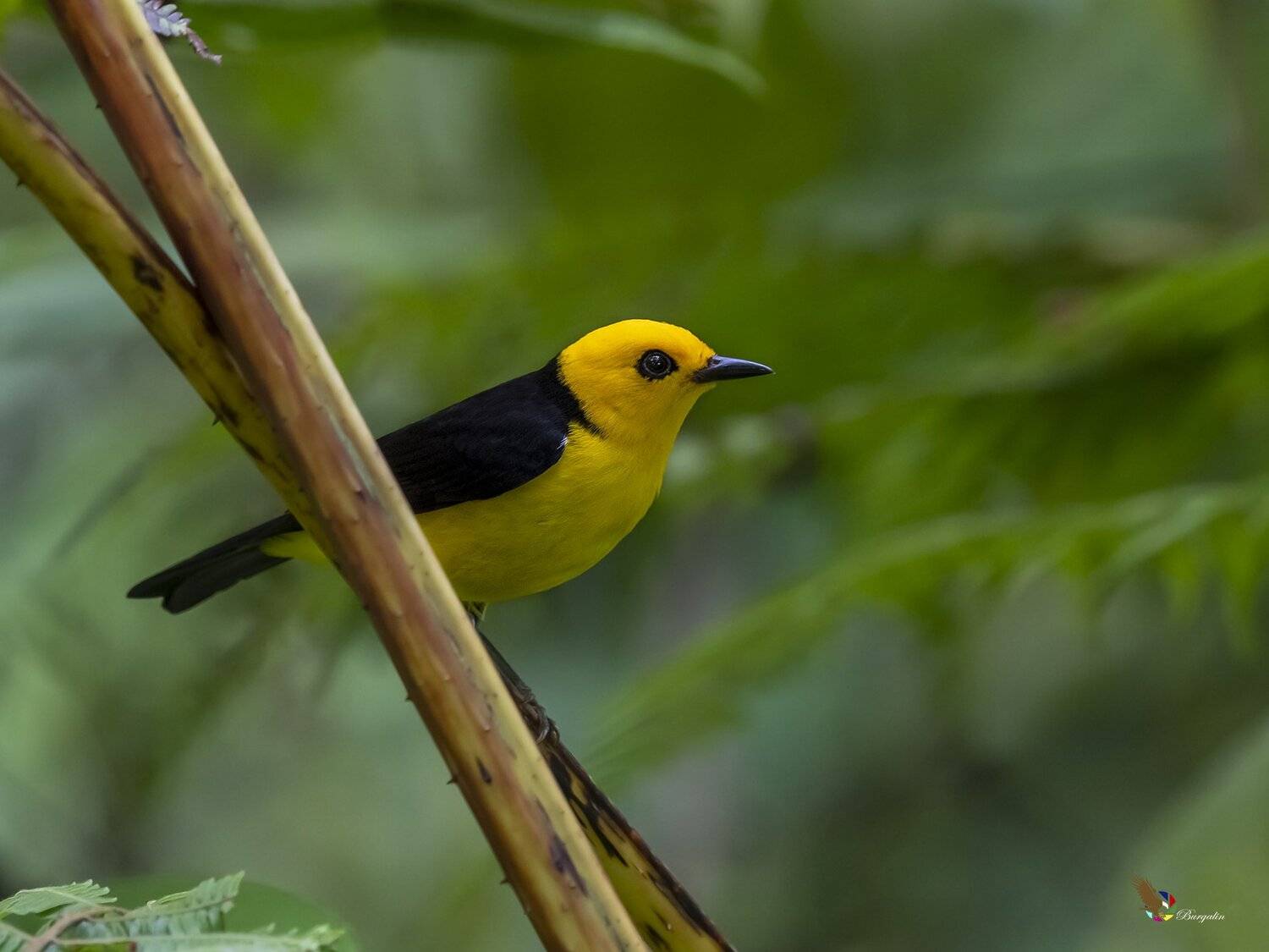 , Fernando Burgalin Sequeira