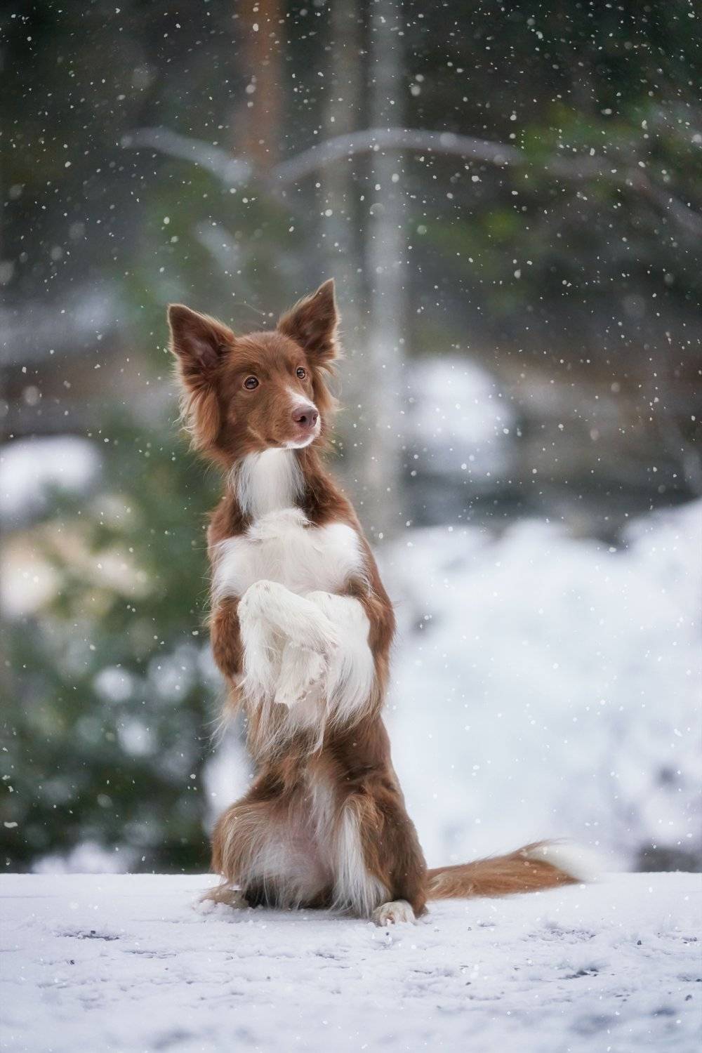 , Оксана Сироштан