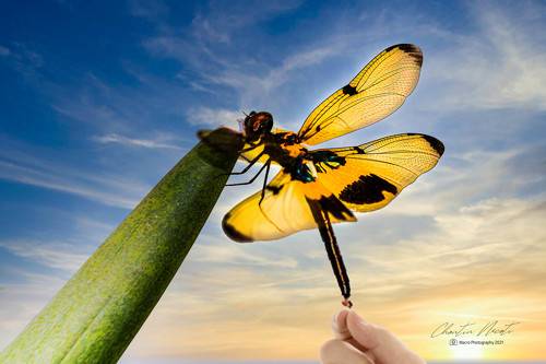 Beautiful dragonfly in the garden