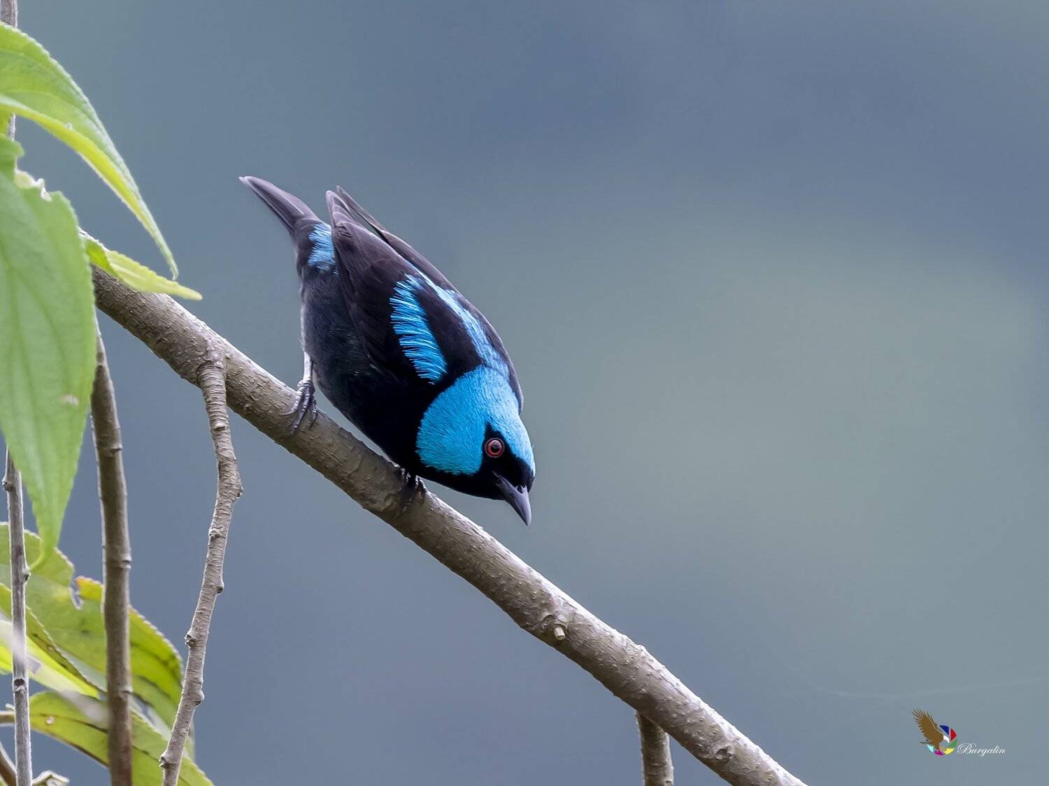 , Fernando Burgalin Sequeira