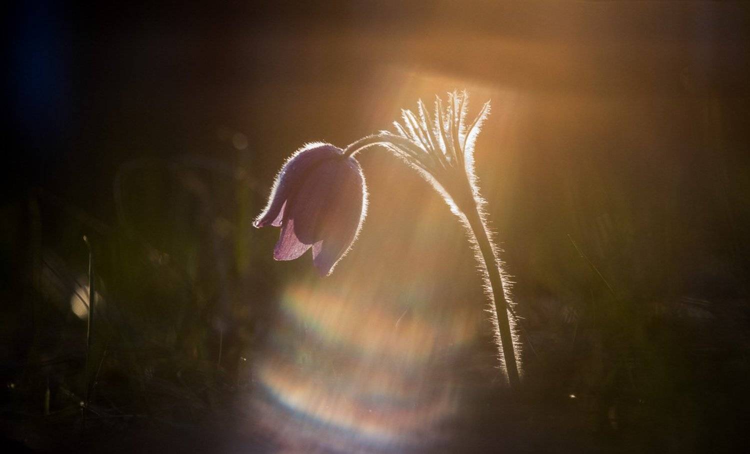 прострел раскрытый, сон-трава, первоцветы, цветы, flowers, primulas, pulsatilla patens, Алексей Юденков