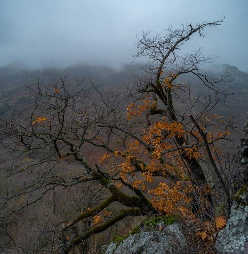 ОСТАТКИ ОСЕНИ