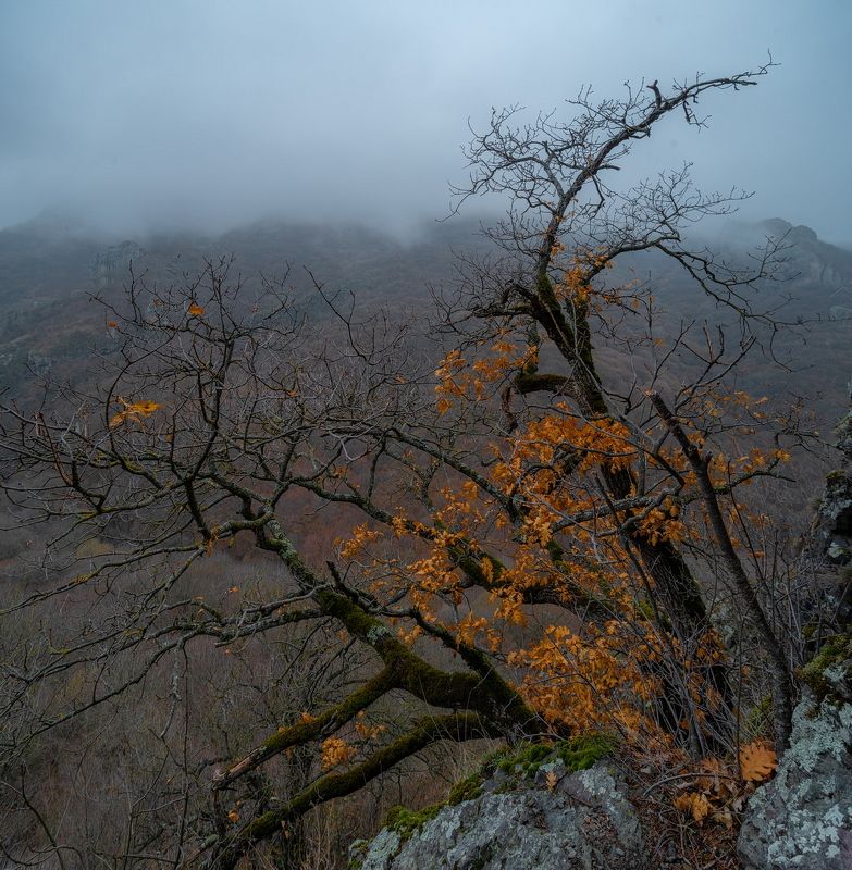 ОСТАТКИ ОСЕНИ фото превью