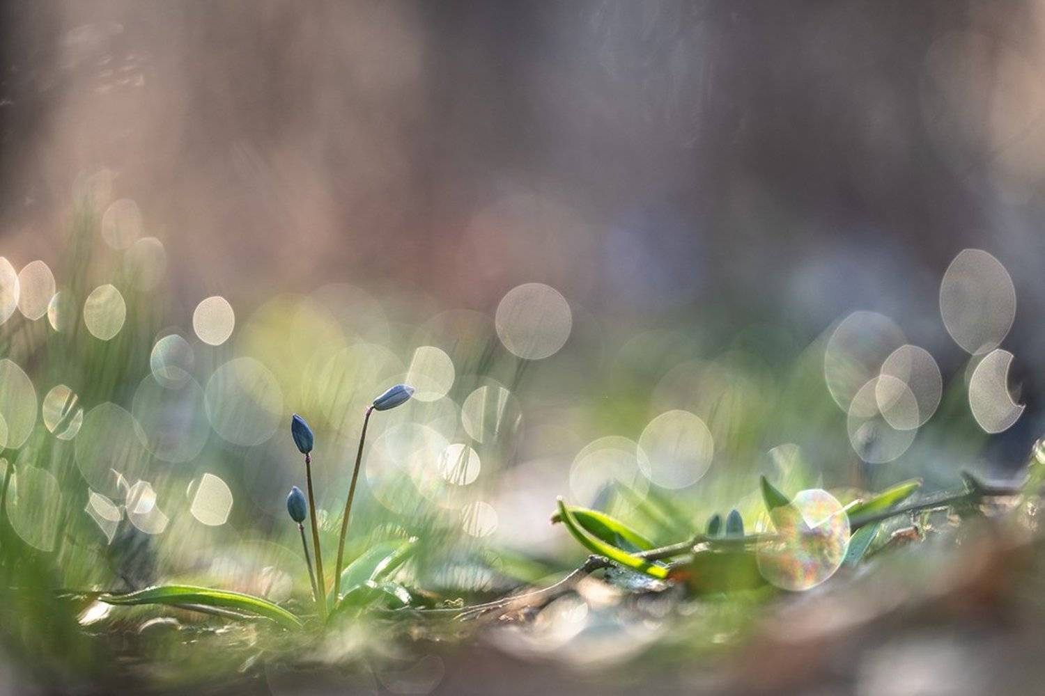 весна, первоцветы, пролески, цвет, свет, апрель,воронеж, позитив, Геннадий Мещеряков