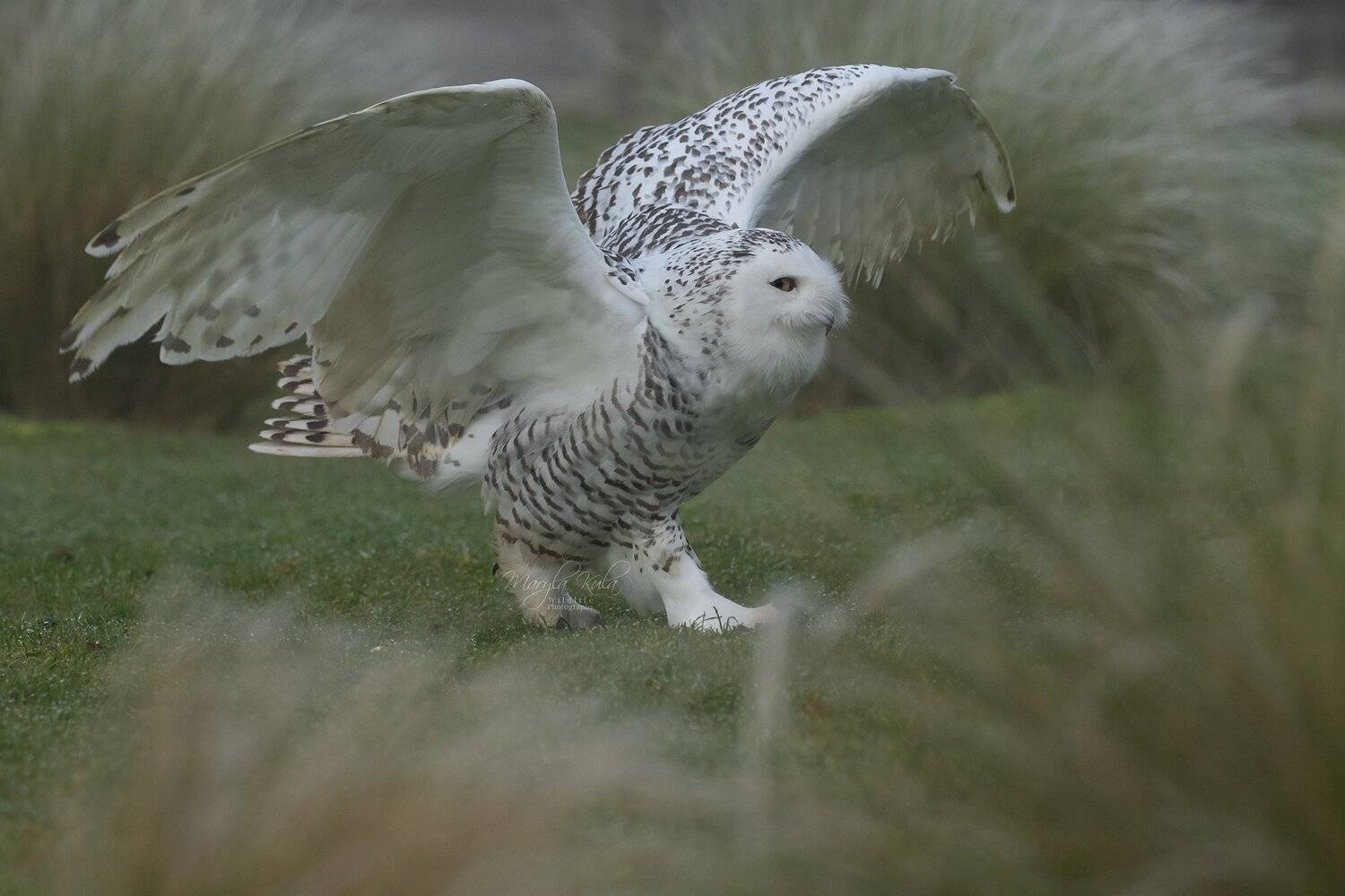 Snowy Owl, Birds, Birds of prey, Nature, Wildlife, Canon, MARIA KULA