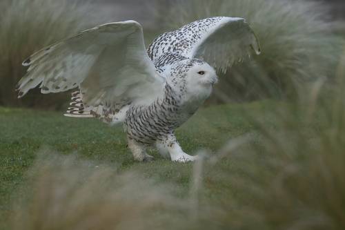 Snowy Owl