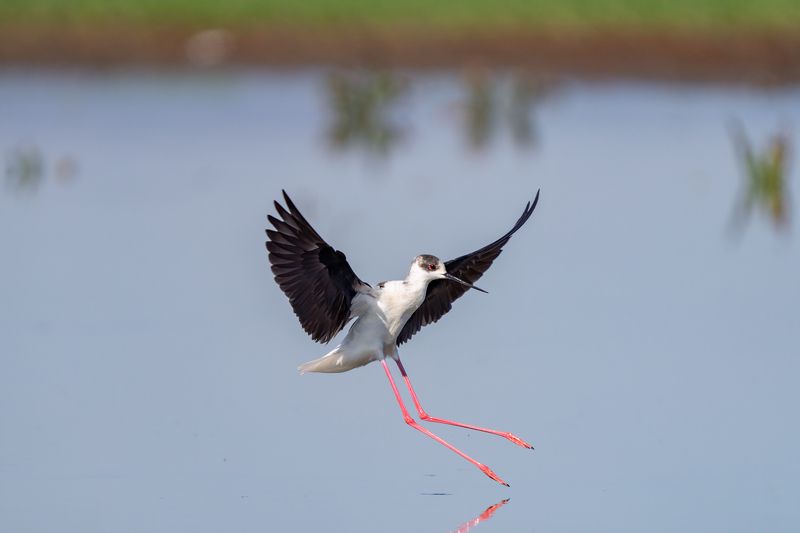 Кокилобегач (Himantopus himantopus).. фото превью