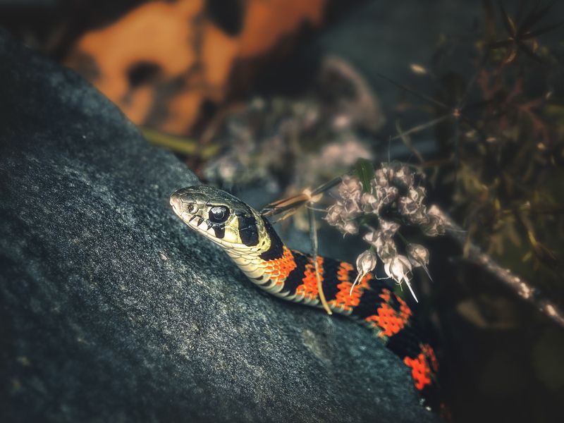 тигровый уж, камни, вечер, приморский край, сенькина шапка. Ночной охотник. фото превью