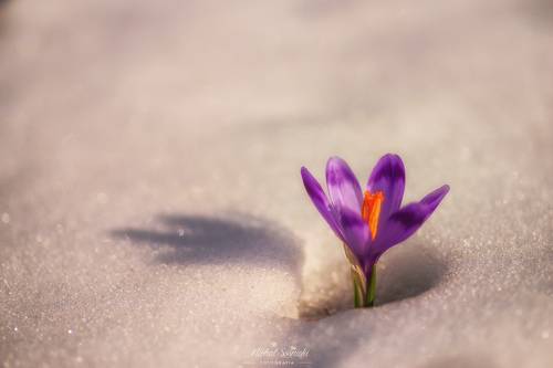 Crocus.