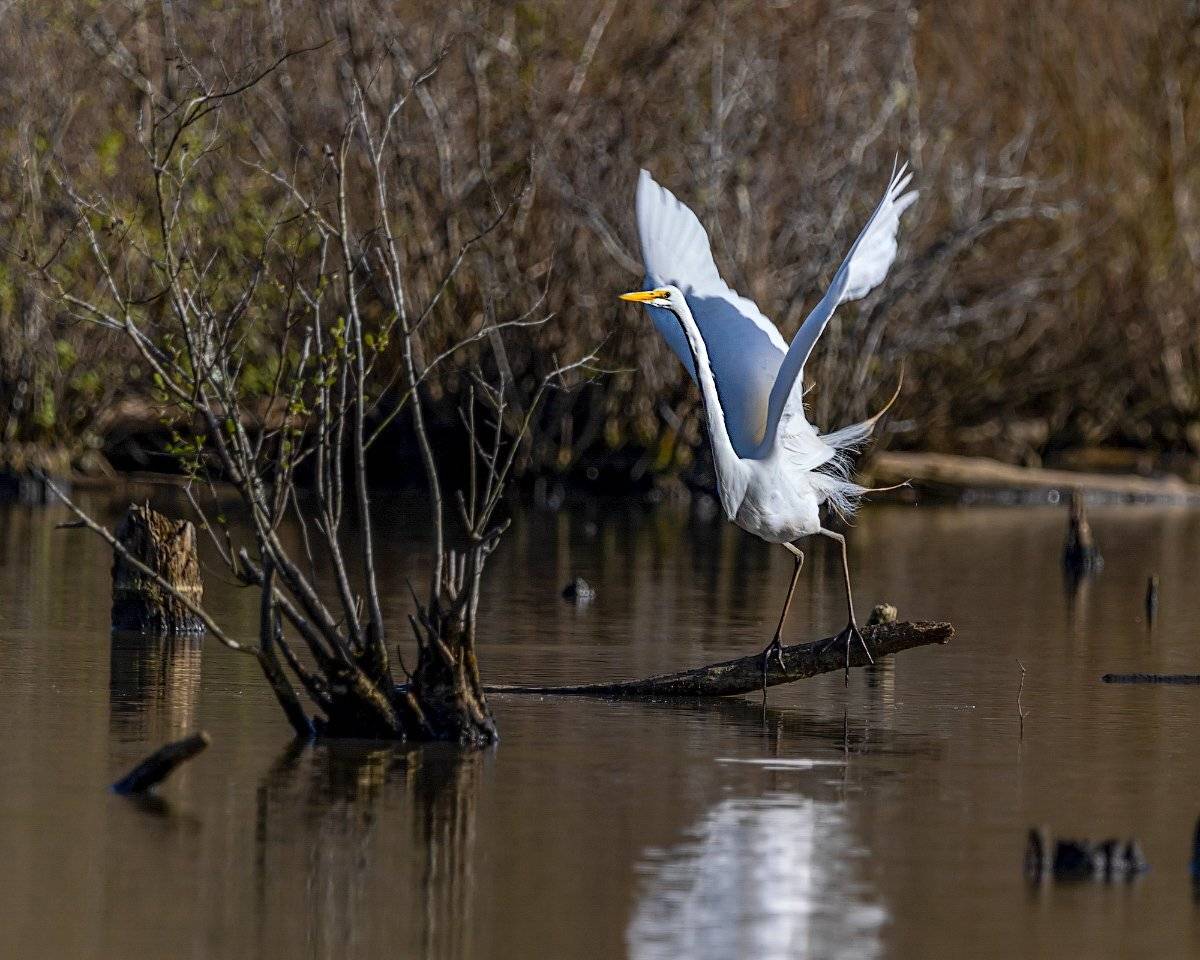 , Леонид Дьяченко