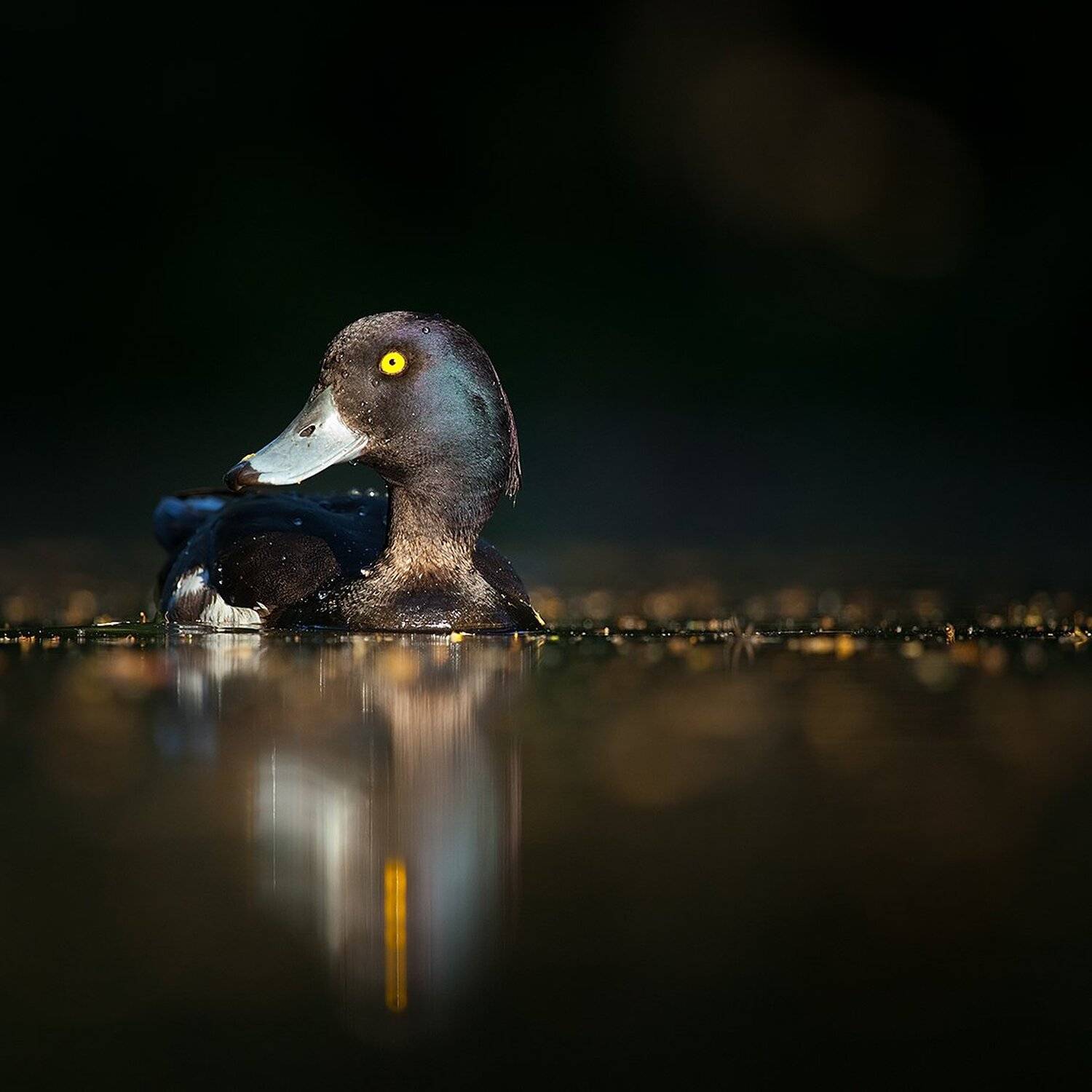 Tufted duck. Автор: Robert Adamec , Robert Adamec