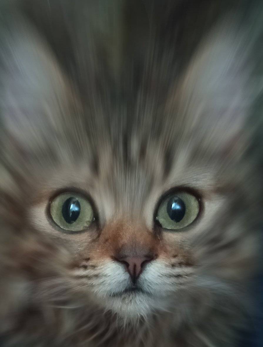 , T. Bondarenko