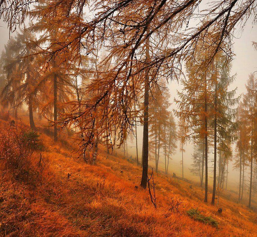swiss, Матвеев Николай