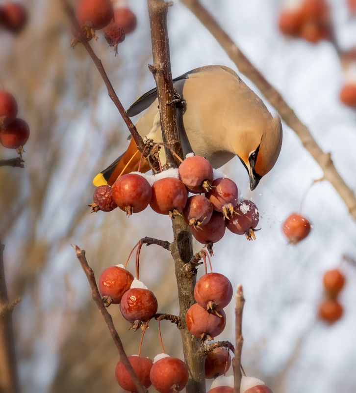 Свиристели.. фото превью