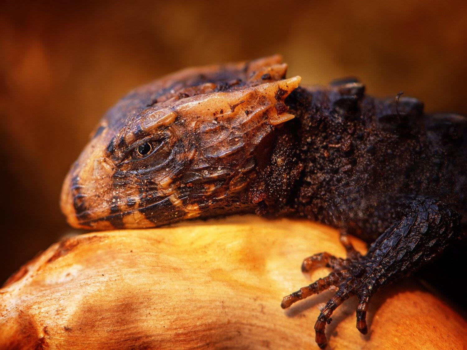 ящерица дракон макро огонь сцинк триболонотус, Анастасия Третьякова