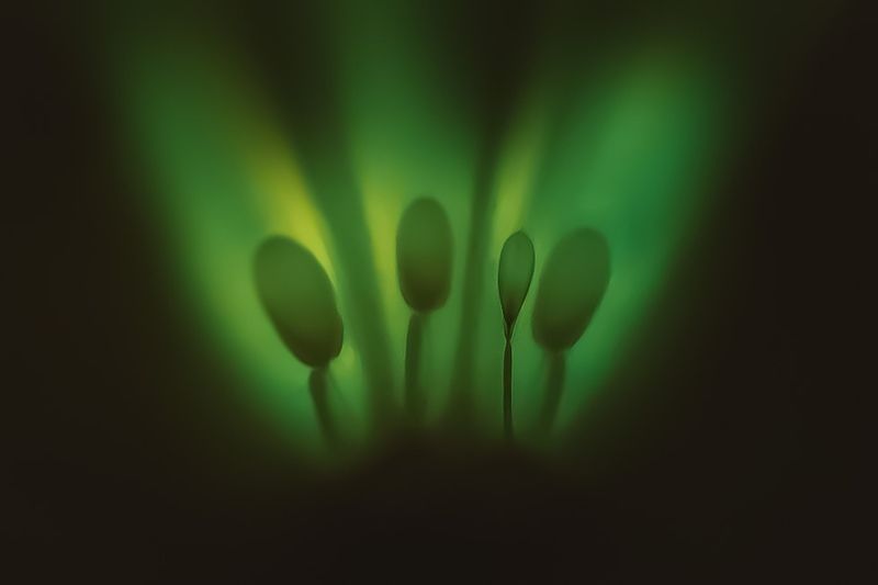 Срез огурца фото превью