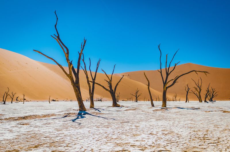 пустыня, пейзаж, landscape, орикс, антилопа орикс, намибия, пустыня намиб, африка, desert, desert namib, namibia, africa, wildlife, wildlife, photography Мёртвое болото. фото превью