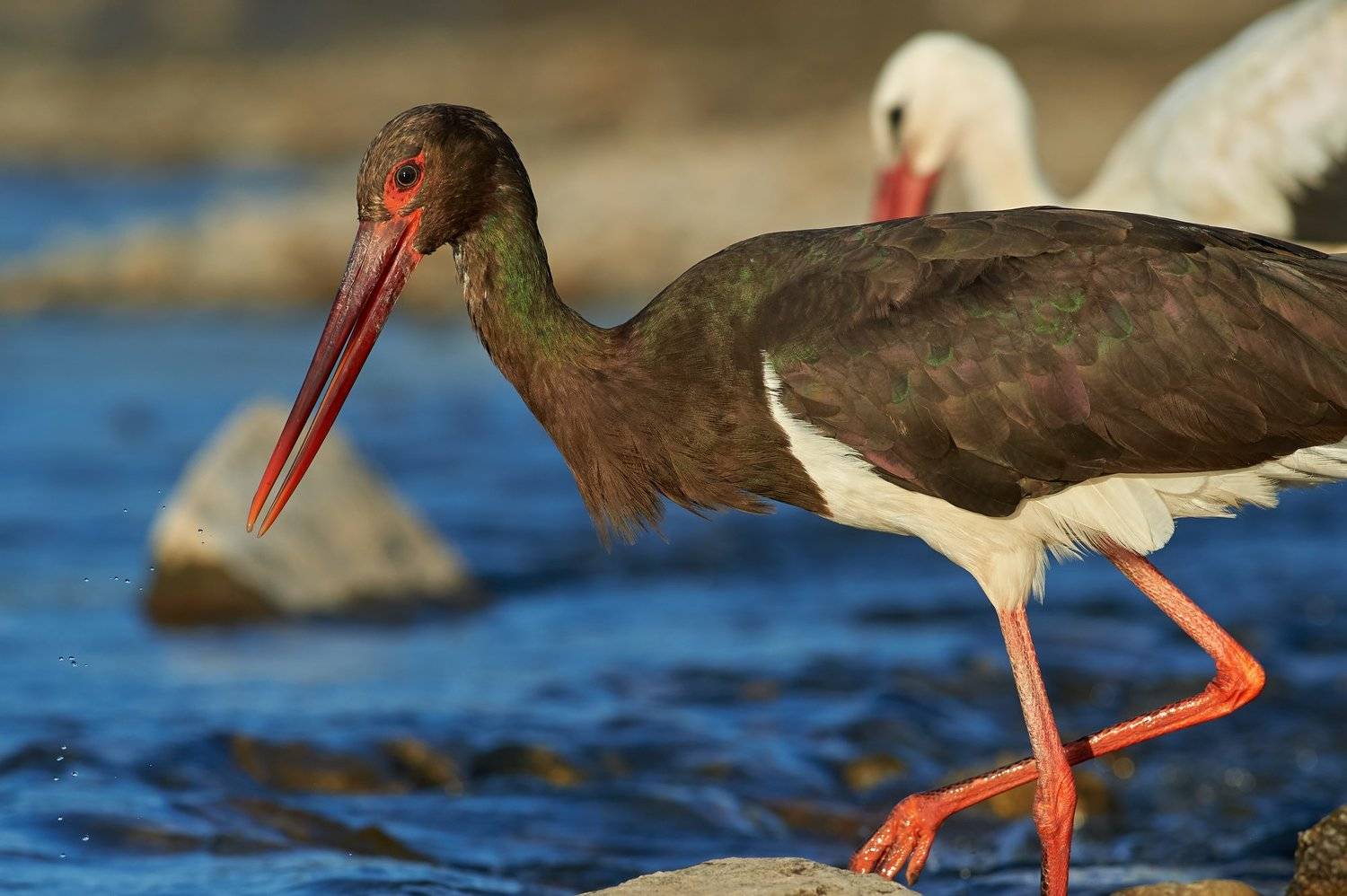 nature, wildlife, birds, Калин Ботев