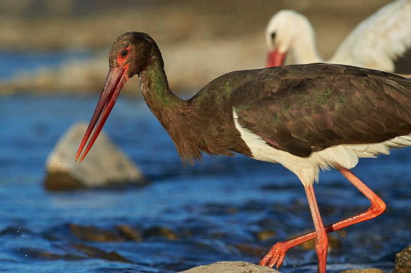 nature, wildlife, birds *** фото превью