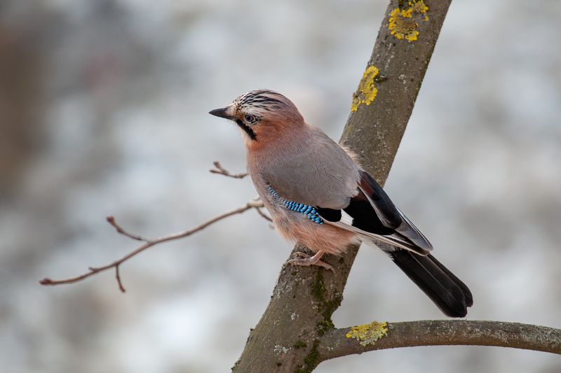 Сойка фото превью
