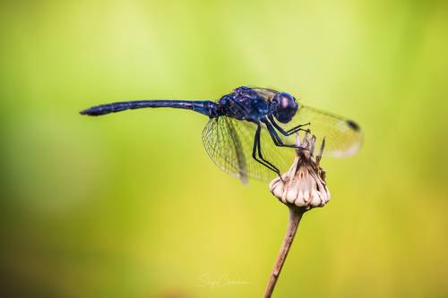 Drgonfly