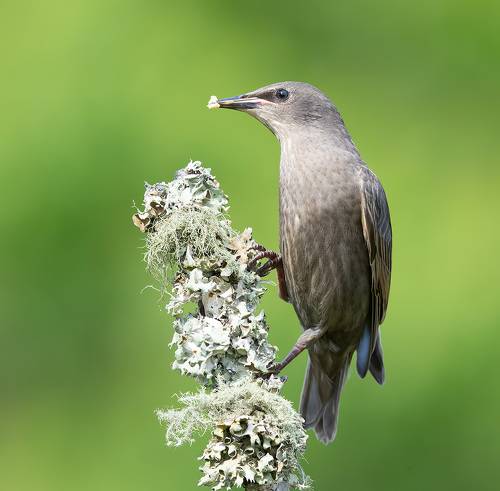 European Starling. Обыкновенный скворец слеток