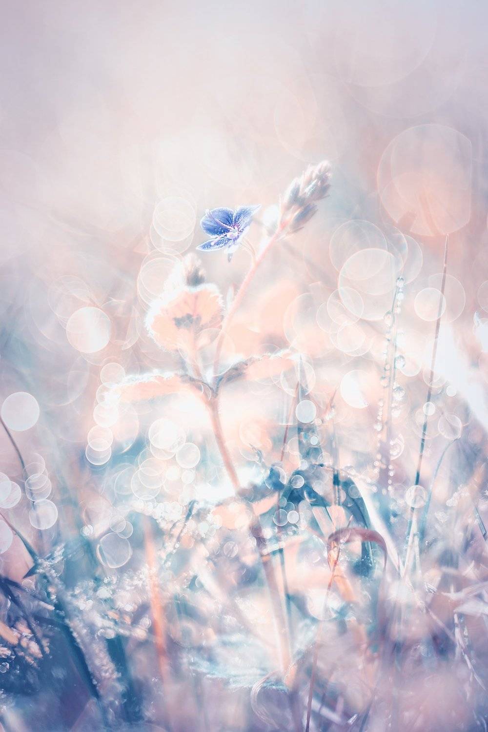 #spring, #meadow, #flowers, Anetta Starowicz