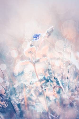 Fairy-tale world of flowers