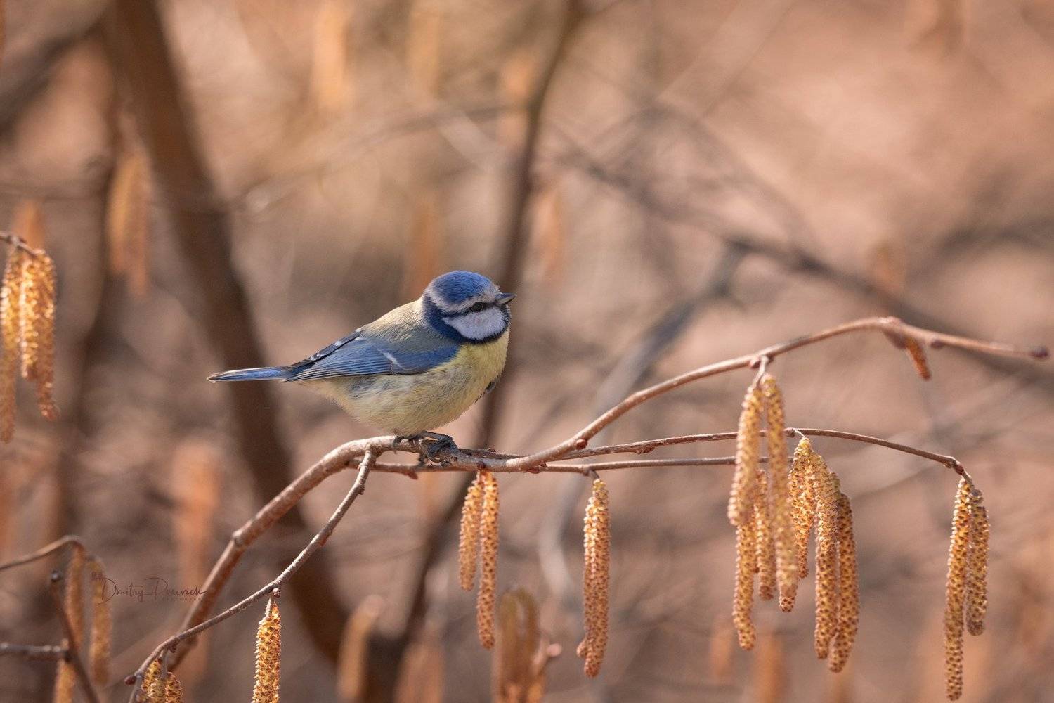 природа, лес, поля, огороды, животные, птицы, макро, Дмитрий Посевич