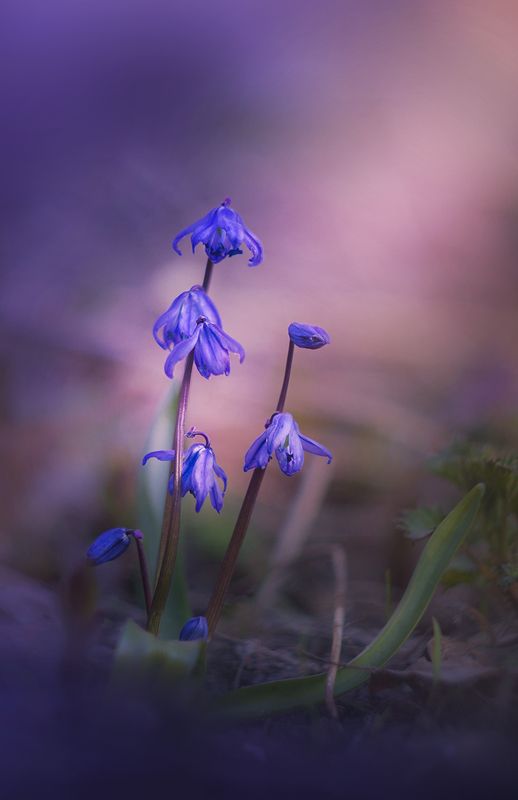 костромская область,кострома,цветы,первоцветы  фото превью