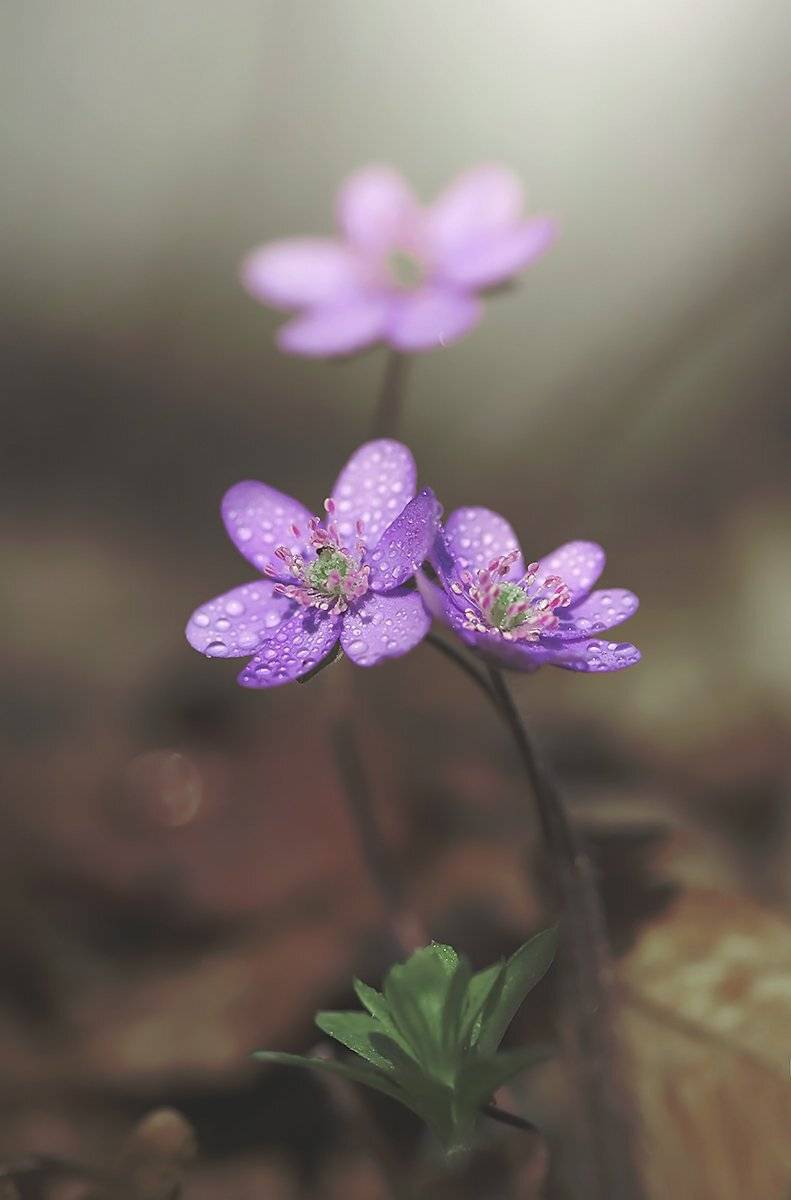 , Mycatherina