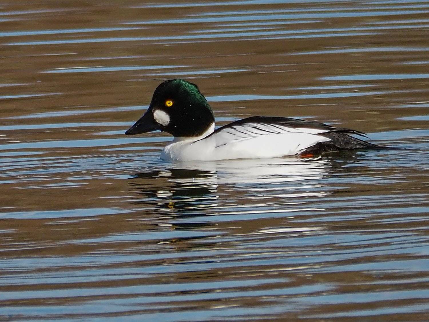 , Сергей Духанин