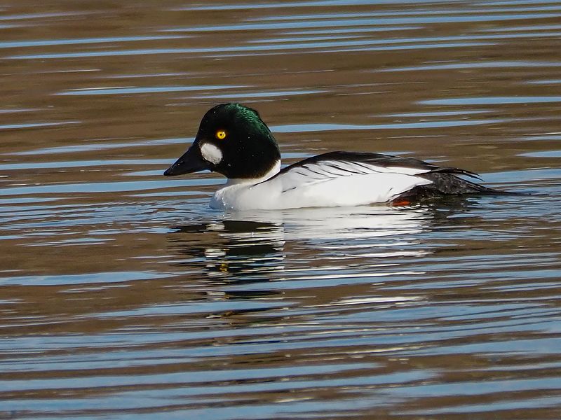 гоголь фото превью