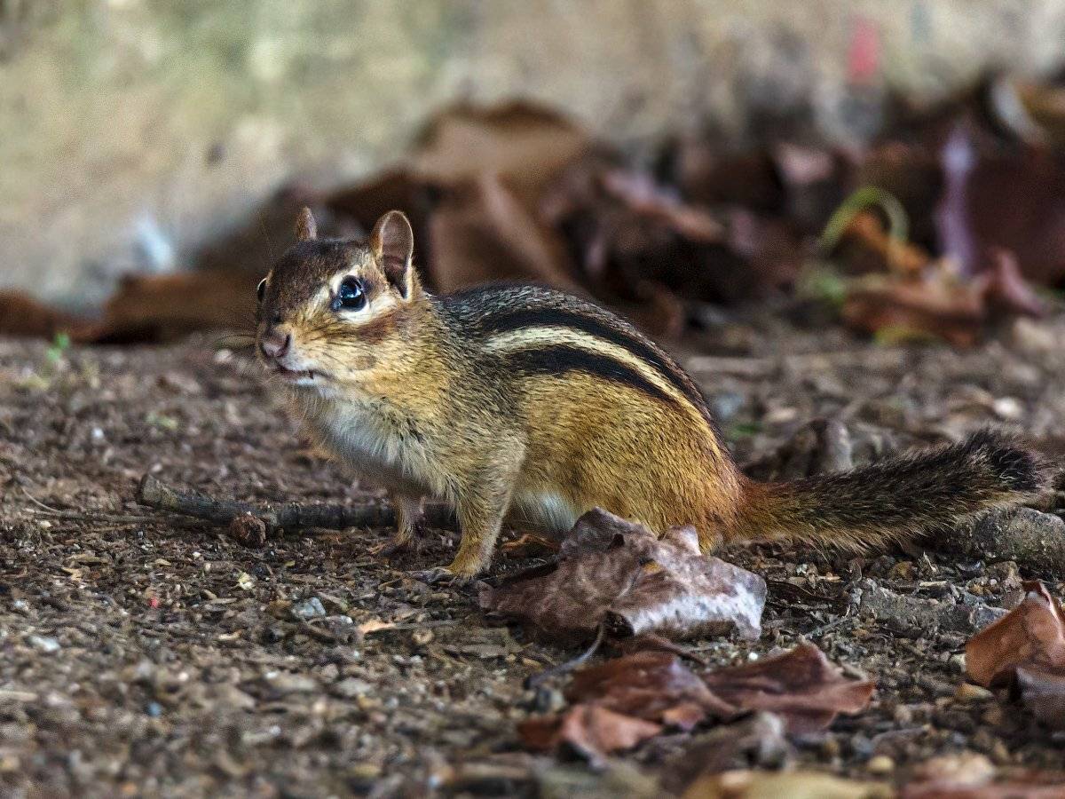 , Леонид Дьяченко