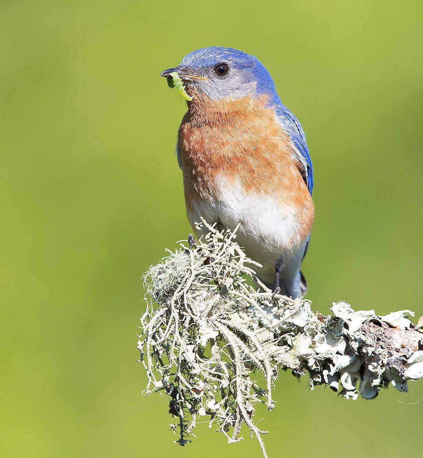 восточная сиалия, eastern bluebird, bluebird, Elizabeth Etkind