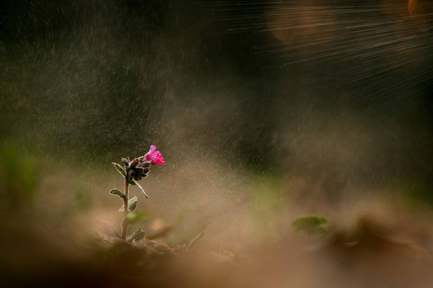 медуница, первоцветы, цветы, flowers, primulas, pulmonaria, Алексей Юденков