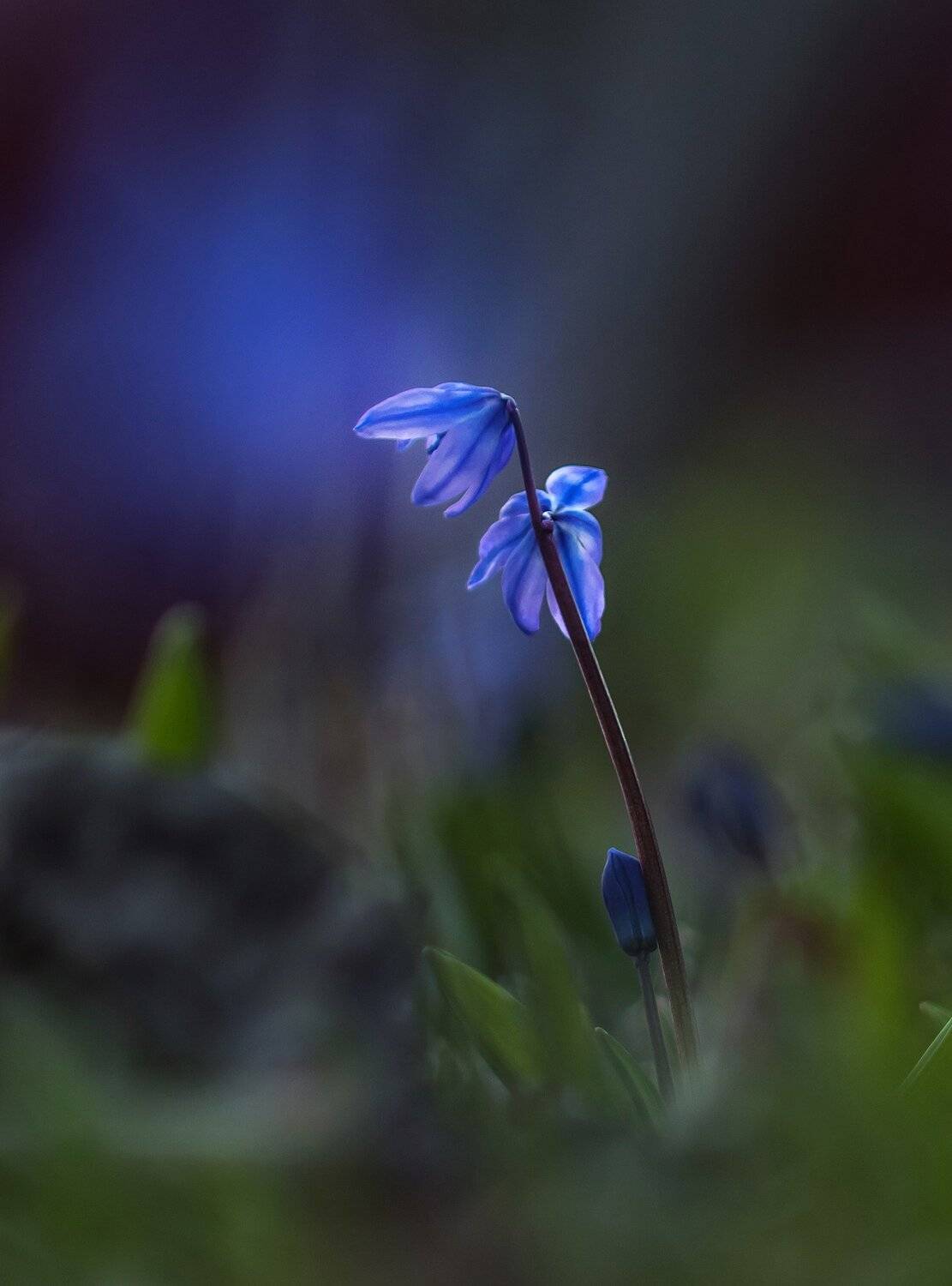 макро,природа,цветы,флора,весна,, Антонина Яновска